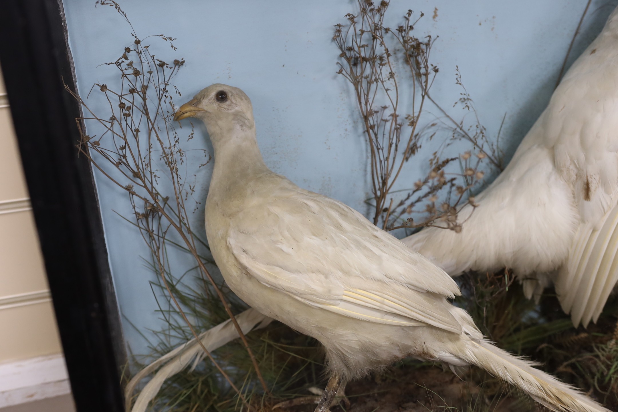 A cased taxidermy group of two white pheasants in naturalistic setting, case 7cms wide x 63cms high